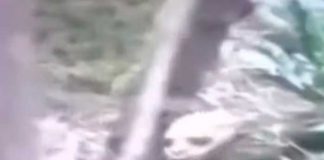 ¡Escalofriante! Captan a extraña criatura corriendo en un bosque (Video)