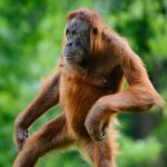 ¡Atrevido! Orangután «toca senos» y besa a mujer en Tailandia ¡Atrevido! Orangután "toca senos" y besa a mujer en Tailandia