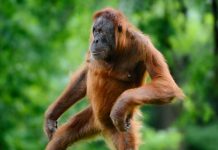 ¡Atrevido! Orangután «toca senos» y besa a mujer en Tailandia ¡Atrevido! Orangután "toca senos" y besa a mujer en Tailandia