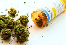 Legalización de la marihuana se expande en Latinoamérica Legalización de la marihuana se expande en Latinoamérica