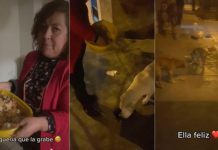 Se viraliza la acción de una mujer con los perritos en situación de calle Se viraliza la acción de una mujer con los perritos en situación de calle