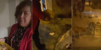 Se viraliza la acción de una mujer con los perritos en situación de calle