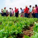 INTA presenta variedades de Soya en Posoltega