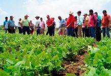 INTA presenta variedades de Soya en Posoltega
