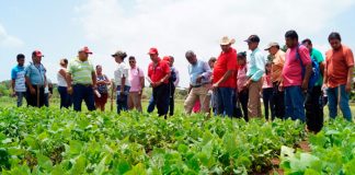 INTA presenta variedades de Soya en Posoltega
