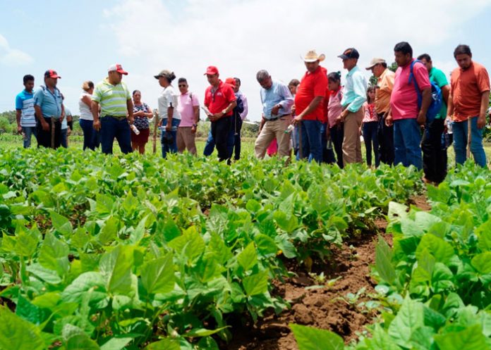 INTA presenta variedades de Soya en Posoltega