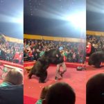 Video: Oso arremete contra domador y causa pánico Video: Oso arremete contra domador y causó pánico