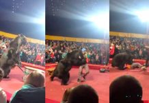 Video: Oso arremete contra domador y causa pánico Video: Oso arremete contra domador y causó pánico