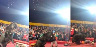 Video: Oso arremete contra domador y causó pánico