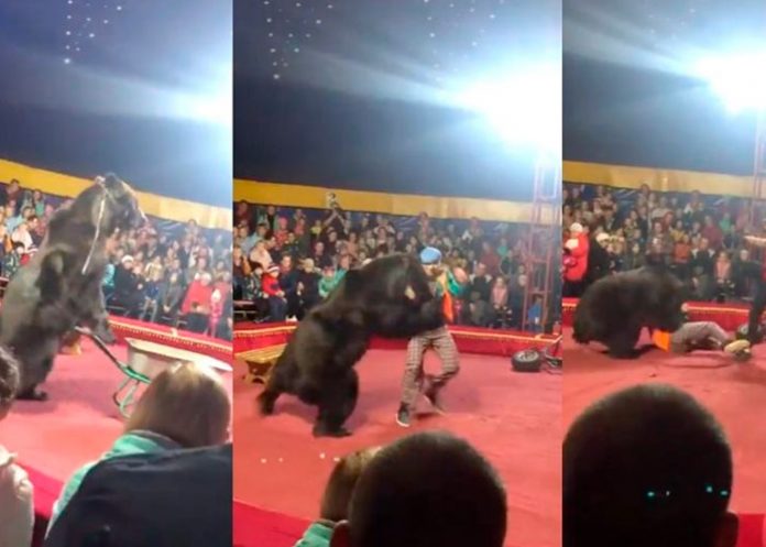 Video: Oso arremete contra domador y causó pánico