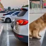 Viral: Perro dirige a los conductores para poder estacionarse Viral: Perro dirige a los conductores para poder estacionarse