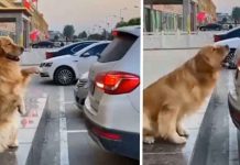 Viral: Perro dirige a los conductores para poder estacionarse Viral: Perro dirige a los conductores para poder estacionarse