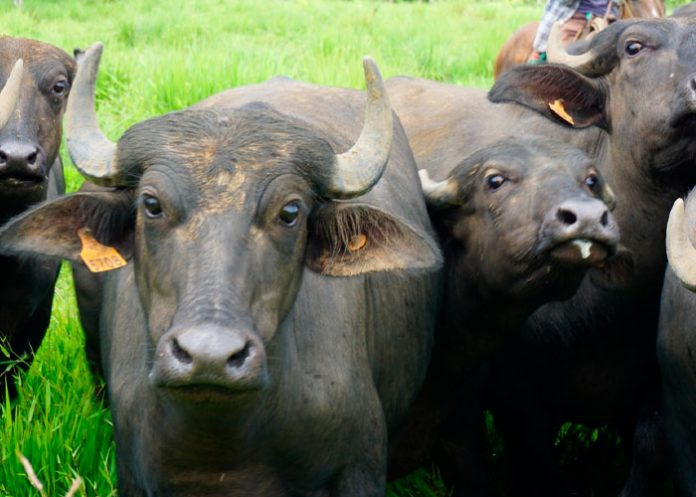 INTA visita hacienda productora de búfalos de agua en Río San Juan