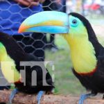 Realizan congreso de flora y fauna en Siuna Realizan congreso de flora y fauna en Siuna