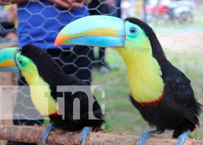 Realizan congreso de flora y fauna en Siuna