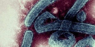 Marburgo: Peligroso virus que presenta 2 muertes en Ghana