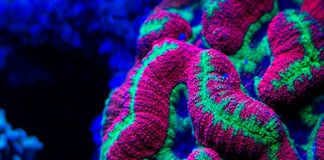 Científicos muestran porqué los corales brillan en el océano