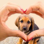 Día del perro: Enfermedades de las que se le debe cuidar Día del perro: Enfermedades de las que se le debe cuidar