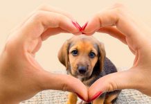 Día del perro: Enfermedades de las que se le debe cuidar Día del perro: Enfermedades de las que se le debe cuidar