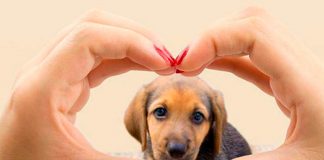 Día del perro: Enfermedades de las que se le debe cuidar