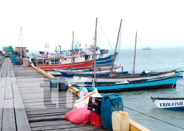 Inicia temporada de pesca de langosta Espinoza del Caribe