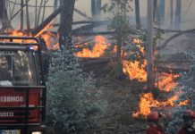 Oleada de incendios forestales dejan al menos 21 heridos en Portugal