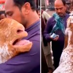 Cabra llora y abraza a su dueño en el momento que decidió venderla Cabra llora y abraza a su dueño en el momento que decidió venderla