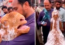Cabra llora y abraza a su dueño en el momento que decidió venderla Cabra llora y abraza a su dueño en el momento que decidió venderla