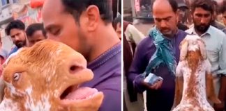 Cabra llora y abraza a su dueño en el momento que decidió venderla