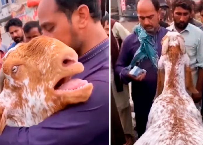 Cabra llora y abraza a su dueño en el momento que decidió venderla