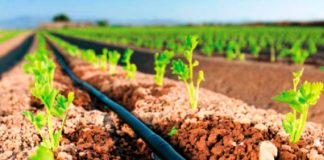 Ministerio Agropecuario realiza acompañamiento a pequeños productores