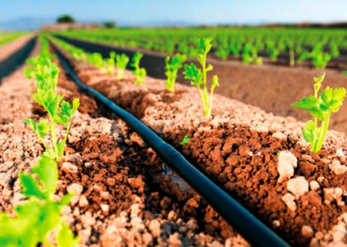 Ministerio Agropecuario realiza acompañamiento a pequeños productores