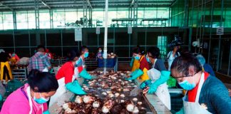 MEFCCA realiza visita a empresa exportadora de Malanga en Matagalpa
