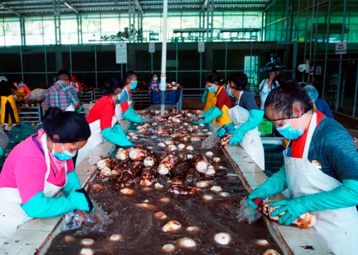 .4 MEFCCA realiza visita a empresa exportadora de Malanga en Matagalpa