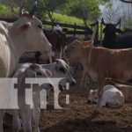 Estrategia de desarrollo genético mejora la producción ganadera en Matiguás Estrategia de desarrollo genético mejora la producción ganadera en Matiguás