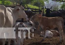 Estrategia de desarrollo genético mejora la producción ganadera en Matiguás