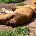 Denuncian a fundación en México: Leones se comen a sí mismos por hambre Leones se comen a sí mismos por hambre