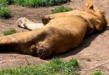 Leones se comen a sí mismos por hambre