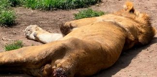 Leones se comen a sí mismos por hambre