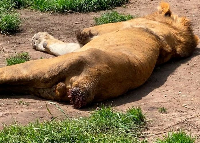 Leones se comen a sí mismos por hambre