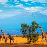 Causa sensación el nacimiento de jirafas gemelas en parque de Kenia