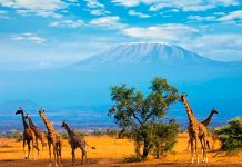 Causa sensación el nacimiento de jirafas gemelas en parque de Kenia