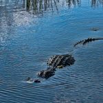 Anciana muere devorada por caimanes durante un partido de golf
