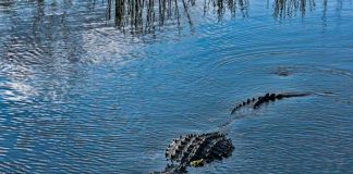 Anciana muere devorada por caimanes durante un partido de golf