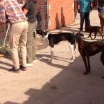 Investigan en España a falso veterinario que vendía la sangre de sus perros Investigan en España a falso veterinario