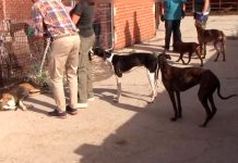 Investigan en España a falso veterinario que vendía la sangre de sus perros Investigan en España a falso veterinario