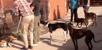 Investigan en España a falso veterinario