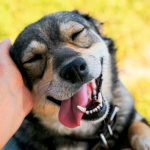 21 de julio Día mundial del perro