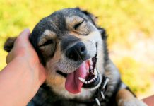 21 de julio Día mundial del perro: ¿por qué este día para celebrar a los peluditos? 21 de julio Día mundial del perro