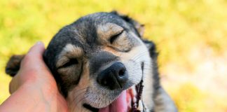 21 de julio Día mundial del perro